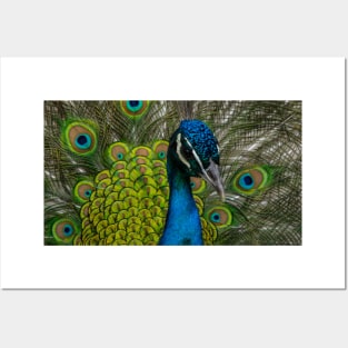 Peacock. Posters and Art